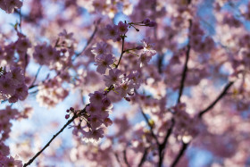 Stock Image: flowering japanese cherry prunus serrulata