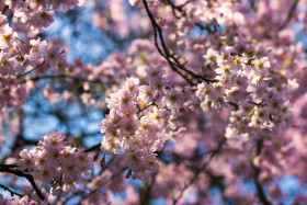Stock Image: flowering japanese cherry prunus serrulata