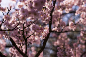 Stock Image: flowering japanese cherry prunus serrulata