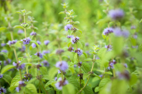Stock Image: Flowering mint plant in July