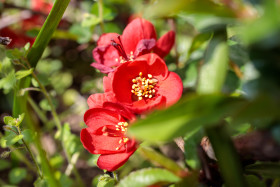 Stock Image: Flowering quince