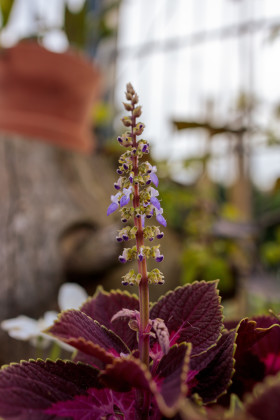 Stock Image: Flowering shiso