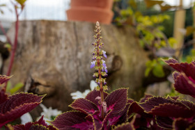 Stock Image: Flowering shiso plant