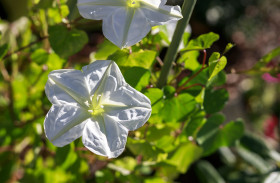 Stock Image: Flowers and leaves of hedge bindweed
