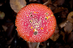 Stock Image: Fly agaric from above