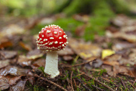 Stock Image: fly agaric mushroom