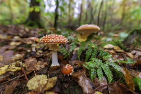 Stock Image: fly agaric mushroom in the forest