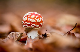 Stock Image: fly agaric or fly amanita close-up