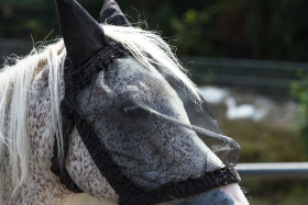 Stock Image: fly protection mask on horse