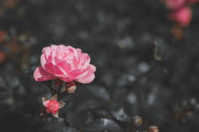 Stock Image: Focus on pink rose