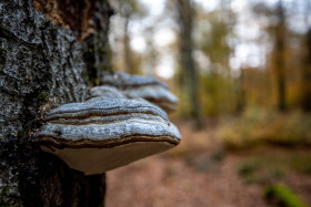 Stock Image: Fomitopsidaceae