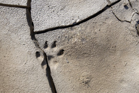 Stock Image: Footprint of a wolf in a dry water hole