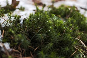 Stock Image: forest floor covered with moss and snow