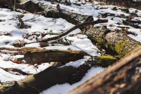 Stock Image: forest floor covered with snow