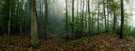 Stock Image: Forest in the morning breathed in mist