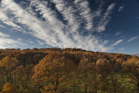 Stock Image: forest landscape autumn