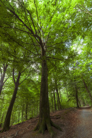 Stock Image: Forest Path