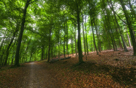 Stock Image: forest path