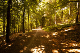 Stock Image: forest path