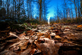 Stock Image: forest path covered with leaves