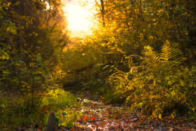 Stock Image: forest stream in autumn