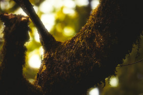 Stock Image: forest tree moss