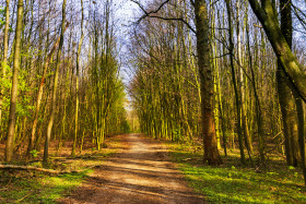 Stock Image: forest way