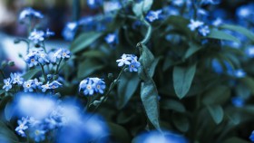 Stock Image: forget me not flowers