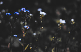 Stock Image: forget me not flowers dark