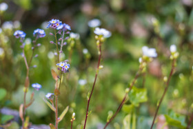 Stock Image: forget me not flowers in may