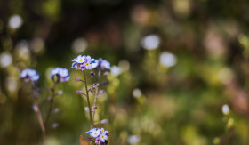 Stock Image: forget me not may