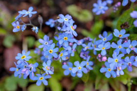 Stock Image: Forget-me-nots