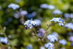 Stock Image: Forget-me-nots - myosotis sylvatica, arvensis or scorpion grasses