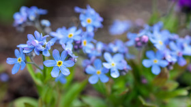 Stock Image: Forget-me-nots spring flowers