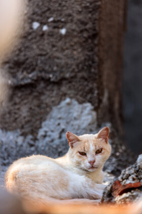 Stock Image: Forgotten Tranquility: White Street Cat Relaxing on the Terrace of an Abandoned House