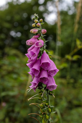 Stock Image: Foxglove Digitalis Flower
