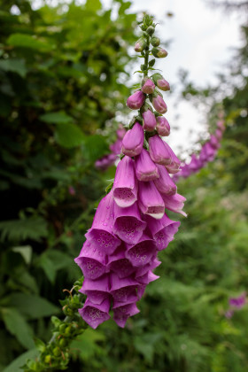 Stock Image: Foxglove Digitalis Flower