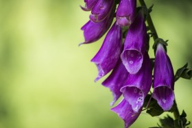 Stock Image: Foxglove Flower