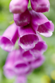 Stock Image: Foxglove Flower