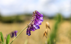 Stock Image: Foxglove Flower