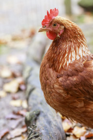 Stock Image: Free range hen in autumn