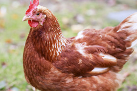 Stock Image: Free range hen in the meadow