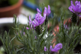 Stock Image: french lavender blossom