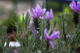 Stock Image: french lavender blossom flower