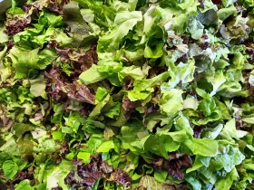 Stock Image: Fresh and Crisp Green Salad