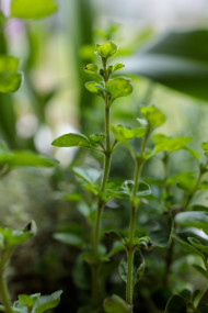 Stock Image: Fresh basil herb