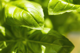 Stock Image: Fresh basil leaves