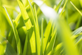Stock Image: Fresh green grass