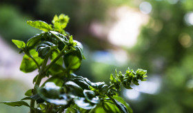 Stock Image: fresh green healthy basil plant - basil leaves