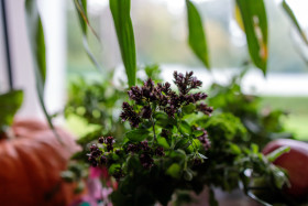 Stock Image: Fresh kitchen herbs
